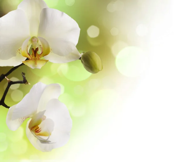Orchideeën grens — Stockfoto