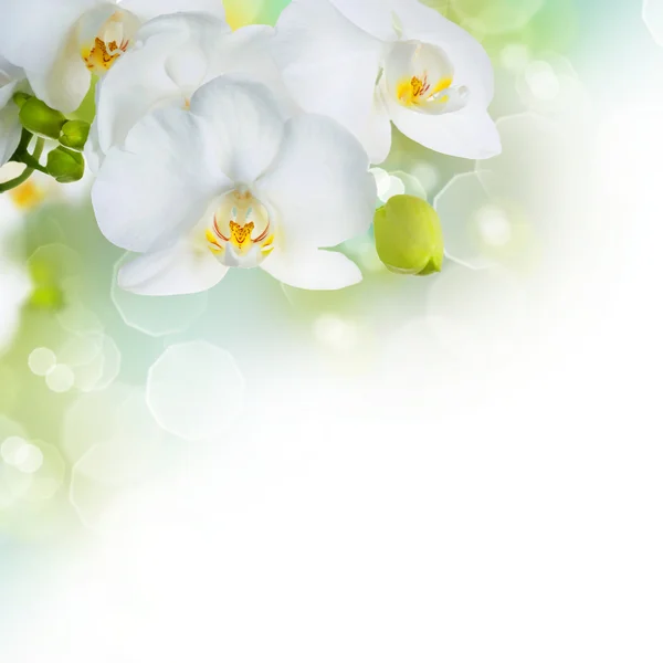 Piękne białe storczyki — Zdjęcie stockowe