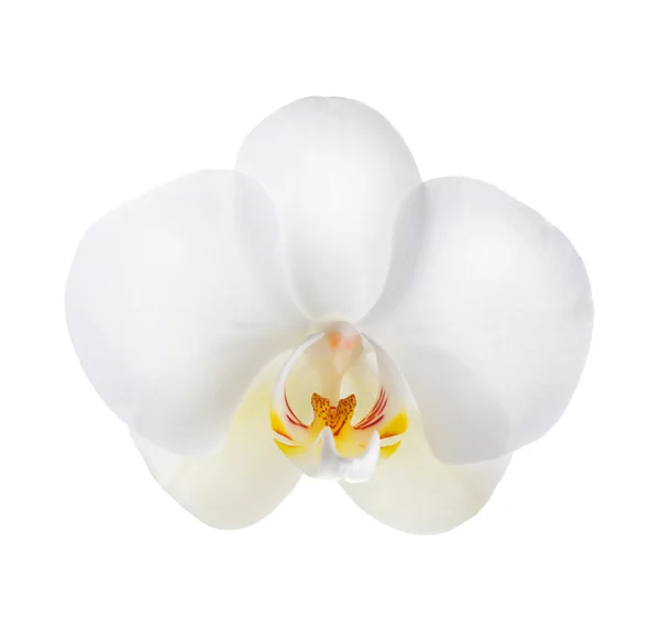 Biała orchidea nad białym — Zdjęcie stockowe