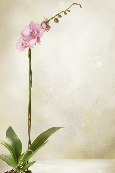 Orchidea — Foto Stock