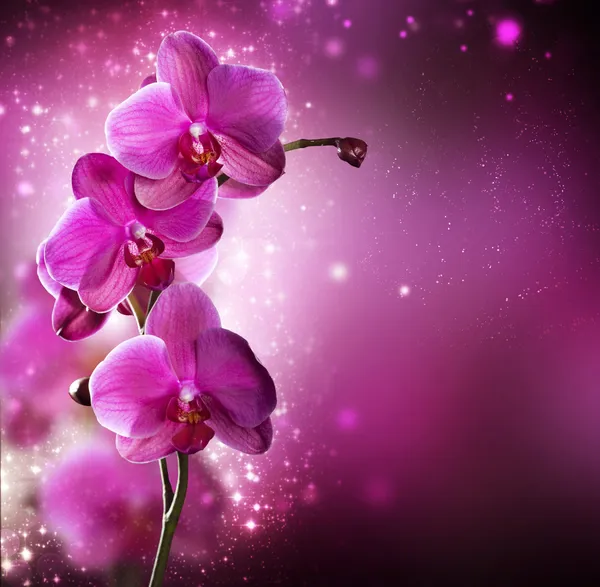 Orquídea Flor frontera diseño — Foto de Stock