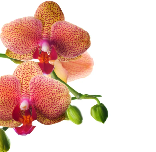 Orchidea wyizolowana na białym — Zdjęcie stockowe