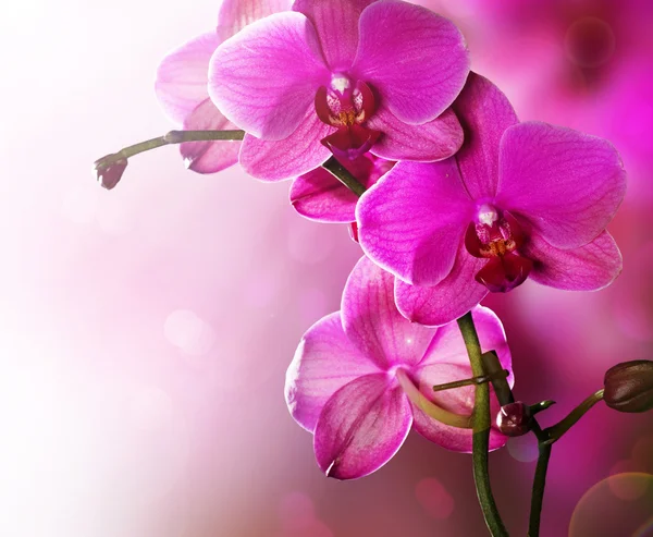 Projeto da borda da flor do Orchid — Fotografia de Stock