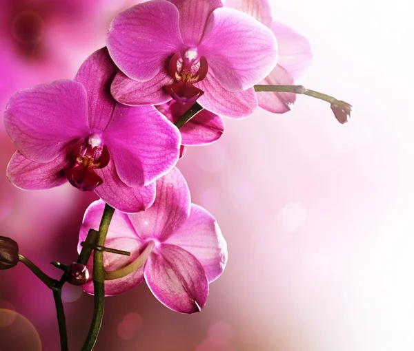 Orchidea virág határ design — Stock Fotó