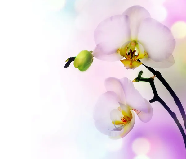 Krásná orchidej hranice — Stock fotografie