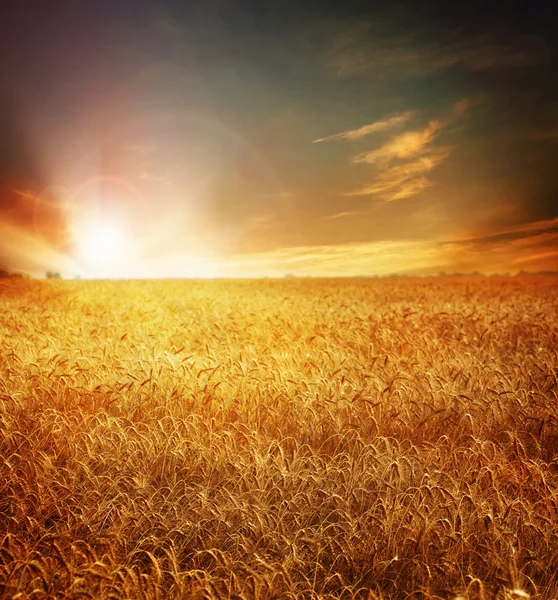 Campo de trigo dorado y puesta de sol — Foto de Stock