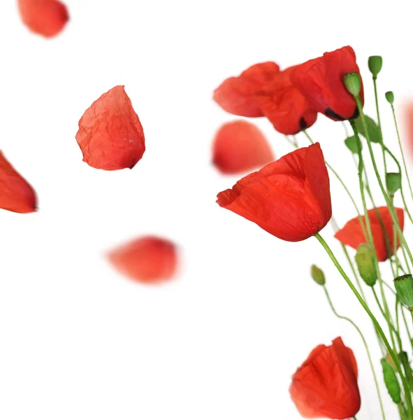 Poppy With Flying Petals Over White — Stock Photo, Image