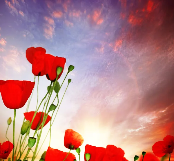 Poppy Over Sunset Sky — Stock Photo, Image