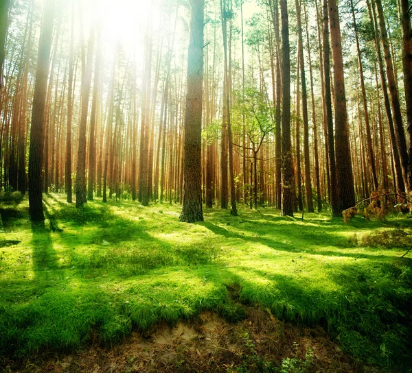 Floresta velha enevoada — Fotografia de Stock