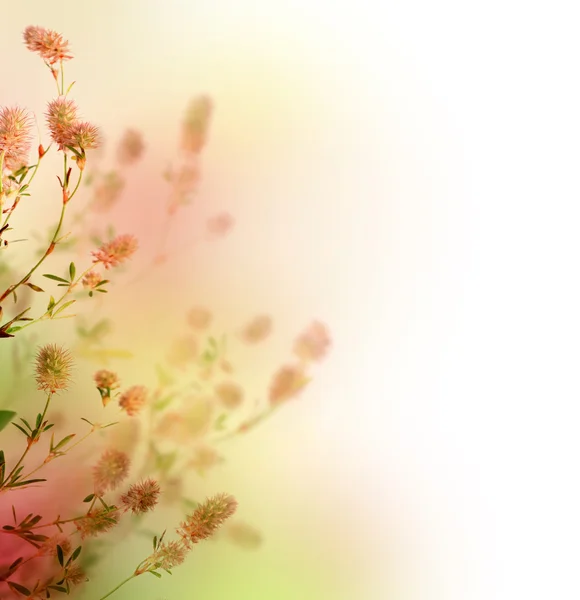 Vackra pastellfärgade blommor gränsen — Stockfoto