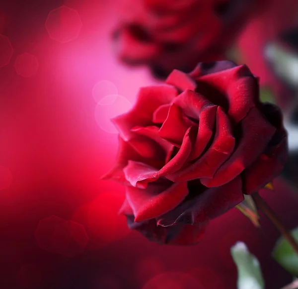 赤いバラのデザイン — ストック写真