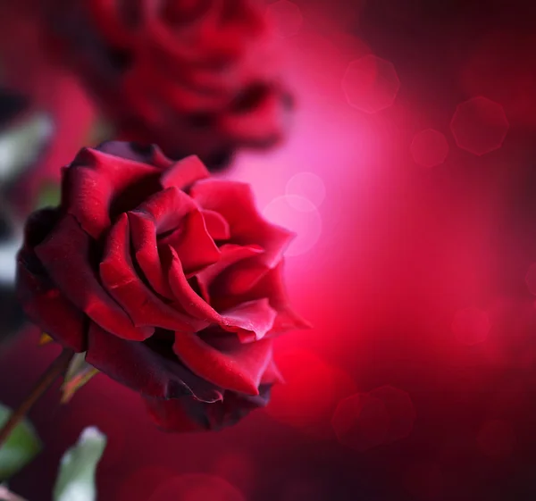 Rose rouge design — Photo