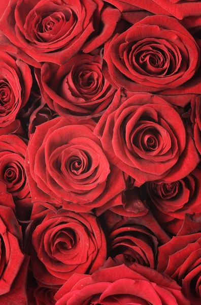 Rose rosse sfondo — Foto Stock
