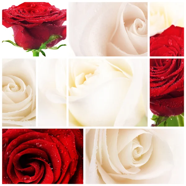 Hermoso collage de rosas —  Fotos de Stock