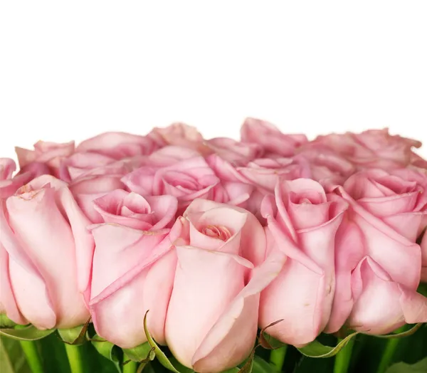 Confine con le rose rosa — Foto Stock