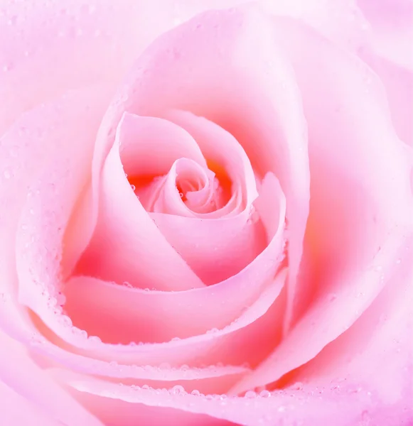 Mooie rozenbloem — Stockfoto