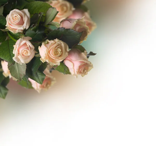 Sepia Roses Fronteira. Estilo vintage — Fotografia de Stock