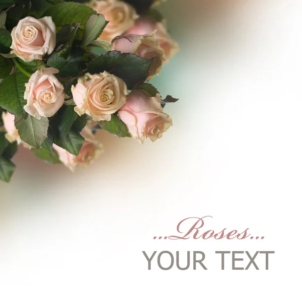 セピア色のバラの罫線ビンテージ スタイル — ストック写真