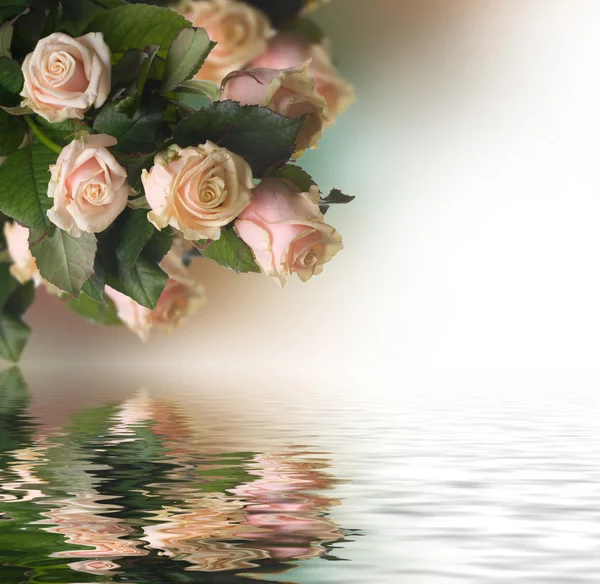 Gyönyörű rózsák — Stock Fotó