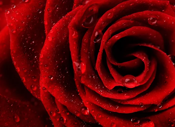 Vermelho rosa flor closeup — Fotografia de Stock