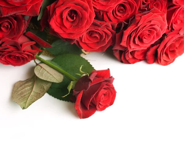 赤いバラの罫線 — ストック写真