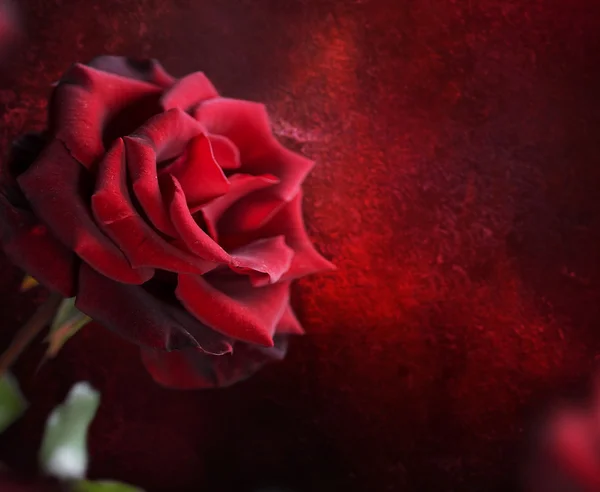 Diseño de rosas rojas — Foto de Stock