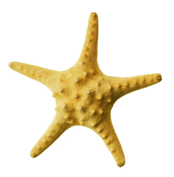 Estrella de mar aislada en blanco —  Fotos de Stock
