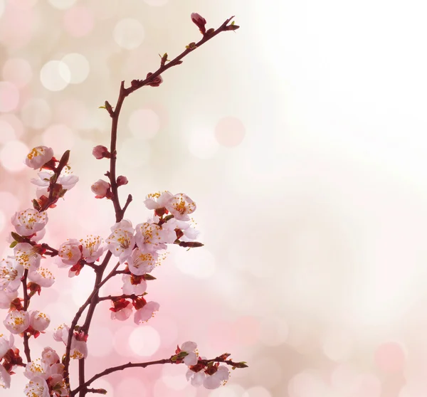 아름 다운 초록 봄 테두리 — 스톡 사진
