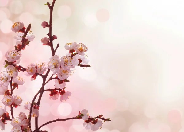 Jarní květy hranice — Stock fotografie