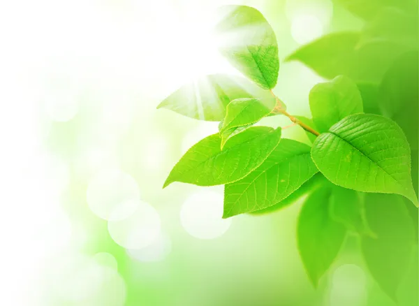 Vår gröna blad gränsen — Stockfoto