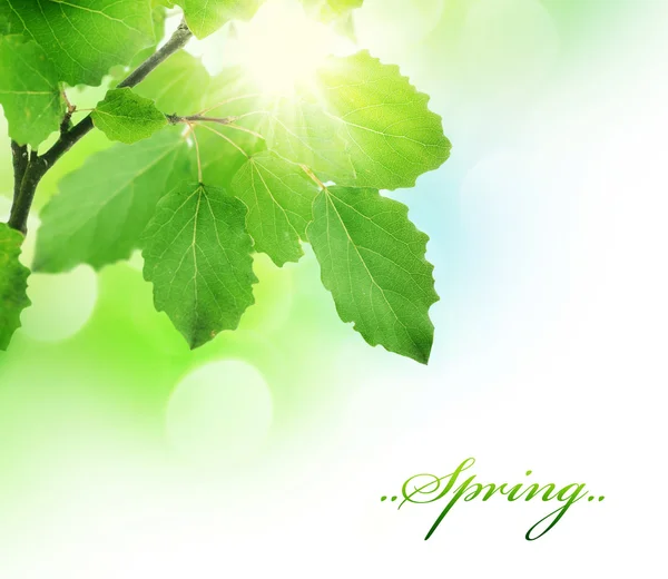 Spring Green Fresh Leaves Border — Stock Photo, Image
