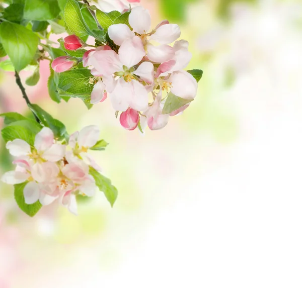 Granica kwiat wiosna — Zdjęcie stockowe