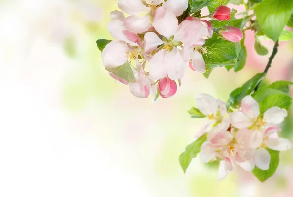 Spring Blossom Border — Stock Photo, Image