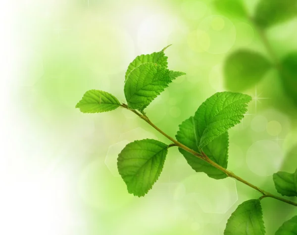 Πράσινα φύλλα άνοιξης — Φωτογραφία Αρχείου