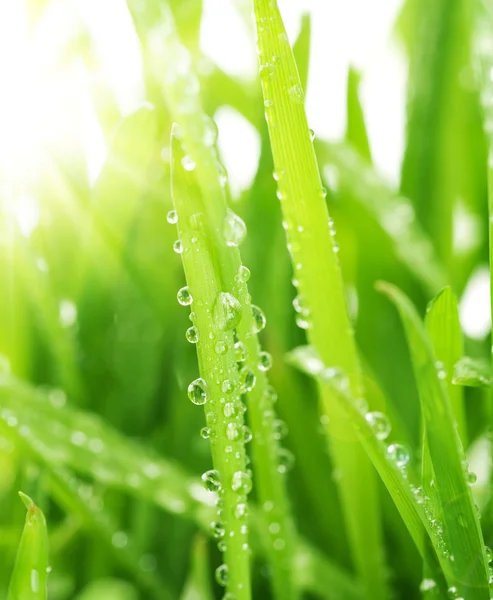 Весенняя трава — стоковое фото