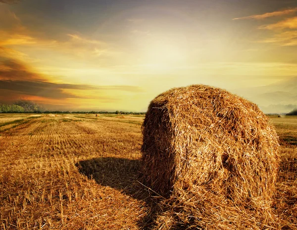 stock image Harvest Concept