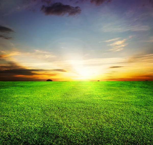 Campo verde e belo pôr do sol — Fotografia de Stock