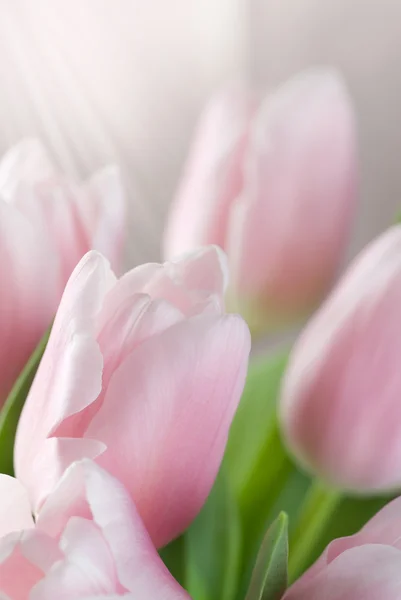 Tulipe de printemps — Photo