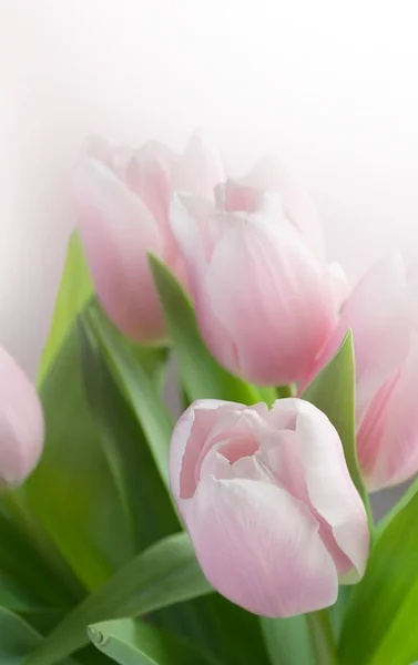 美しい春のチューリップ — ストック写真