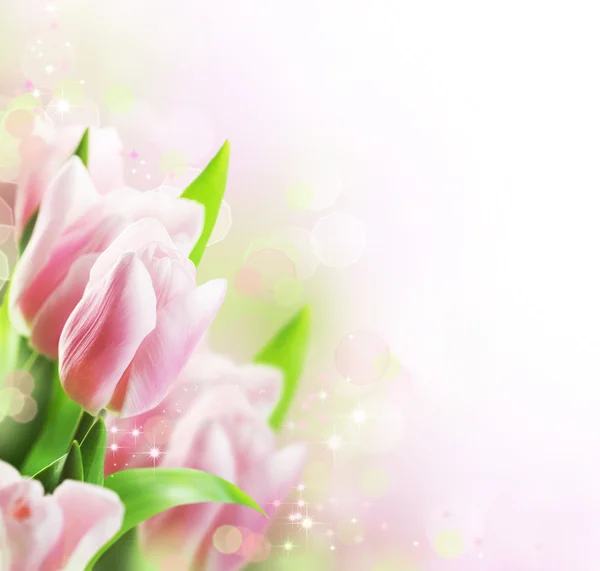 Tulpen lente boordmotief — Stockfoto