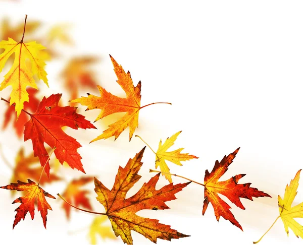 Folhas de outono sobre branco — Fotografia de Stock