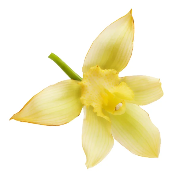 Ванильный цветок — стоковое фото