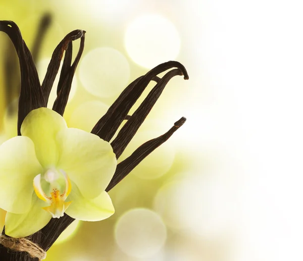Güzel vanilya kenarlık — Stok fotoğraf