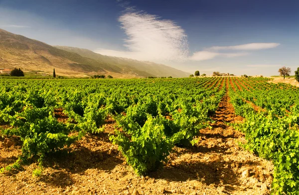 Krásná svěží hroznů vinice — Stock fotografie