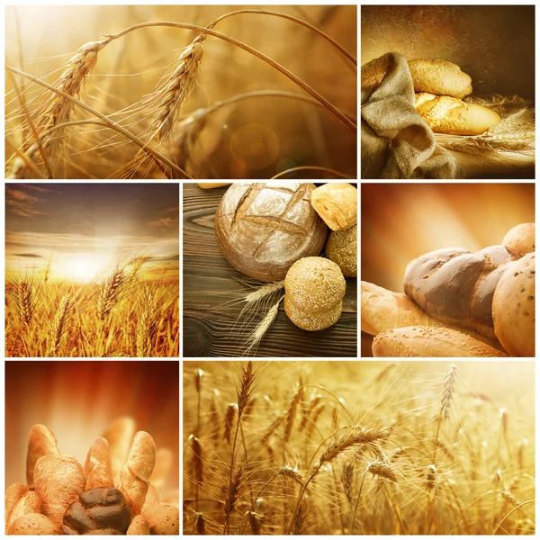 Weizen. Erntekonzepte. Getreide-Collage — Stockfoto