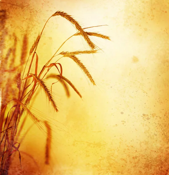 Ретро Пшеничні колоски — стокове фото