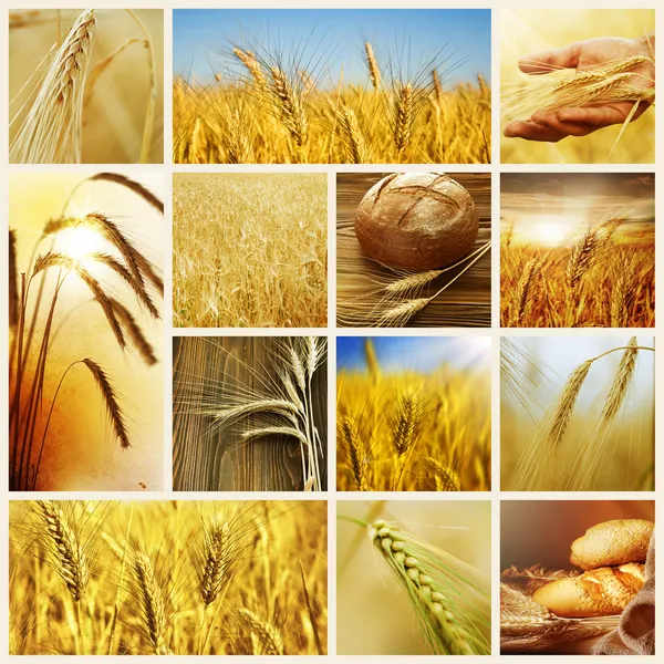 Пшеница. Концепции сбора урожая. Зерновой коллаж — стоковое фото