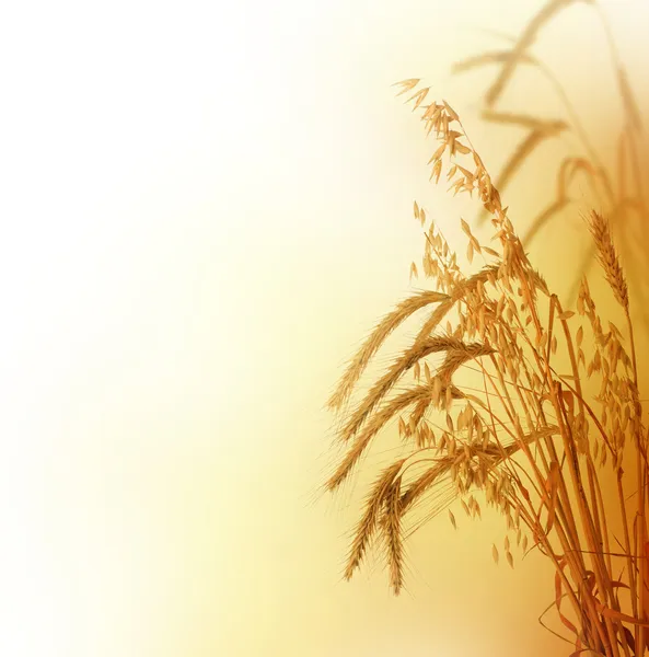 Weizengrenze — Stockfoto