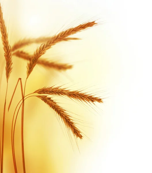 小麦边框 — 图库照片