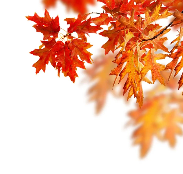 Outono deixa design de fronteira — Fotografia de Stock